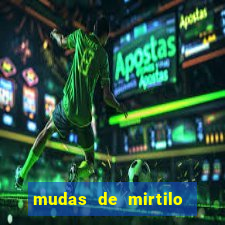 mudas de mirtilo em porto alegre